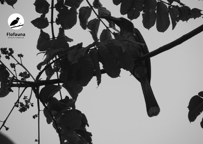 Flofauna Wildlife Foundation
